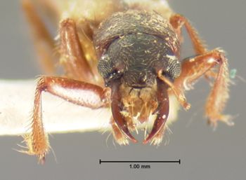 Media type: image;   Entomology 6525 Aspect: head frontal view